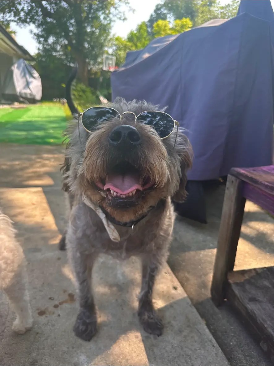 Scruffy dog wearing sunglasses
