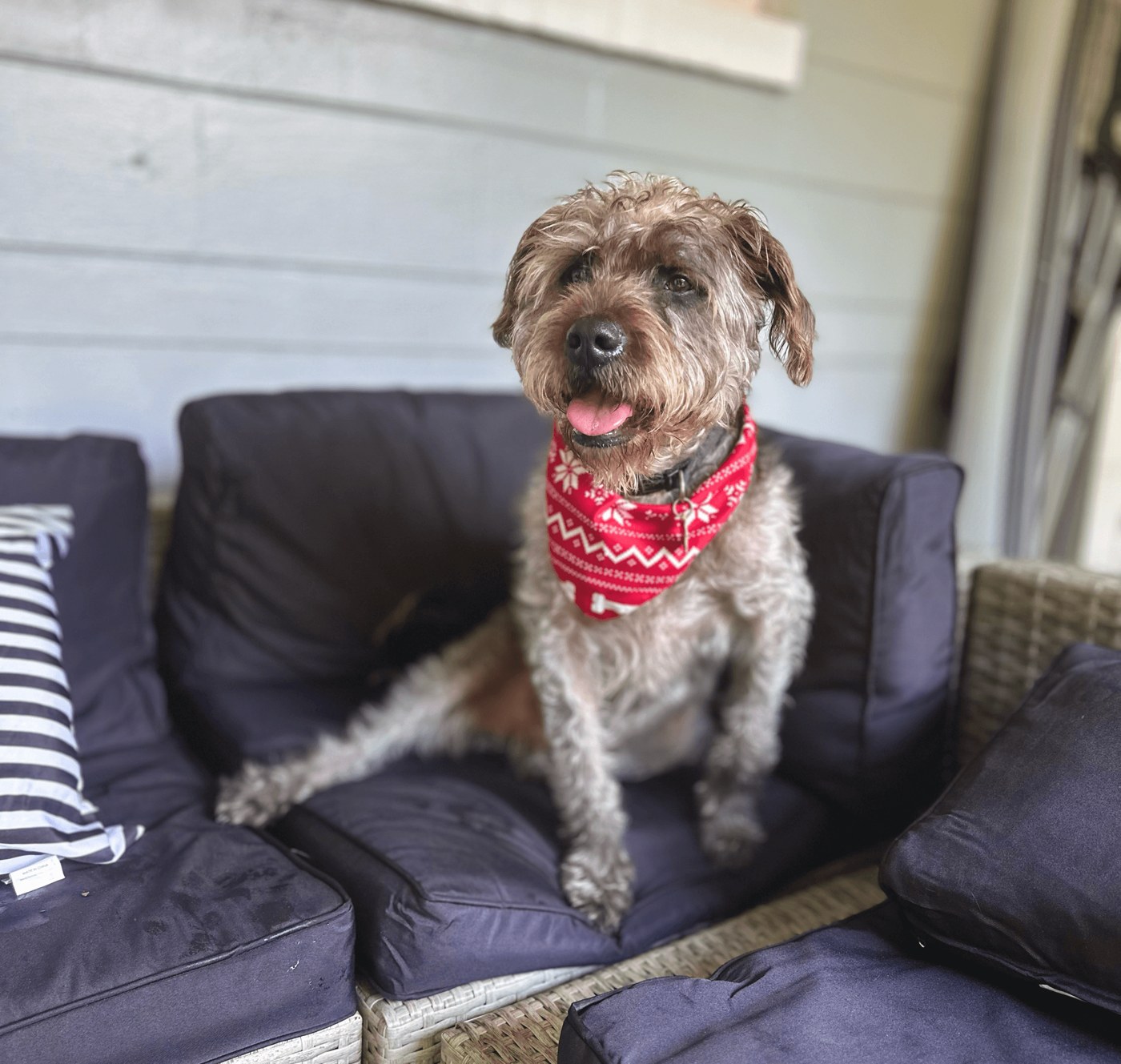 A curly brown dog with a red bandana resting on a couch