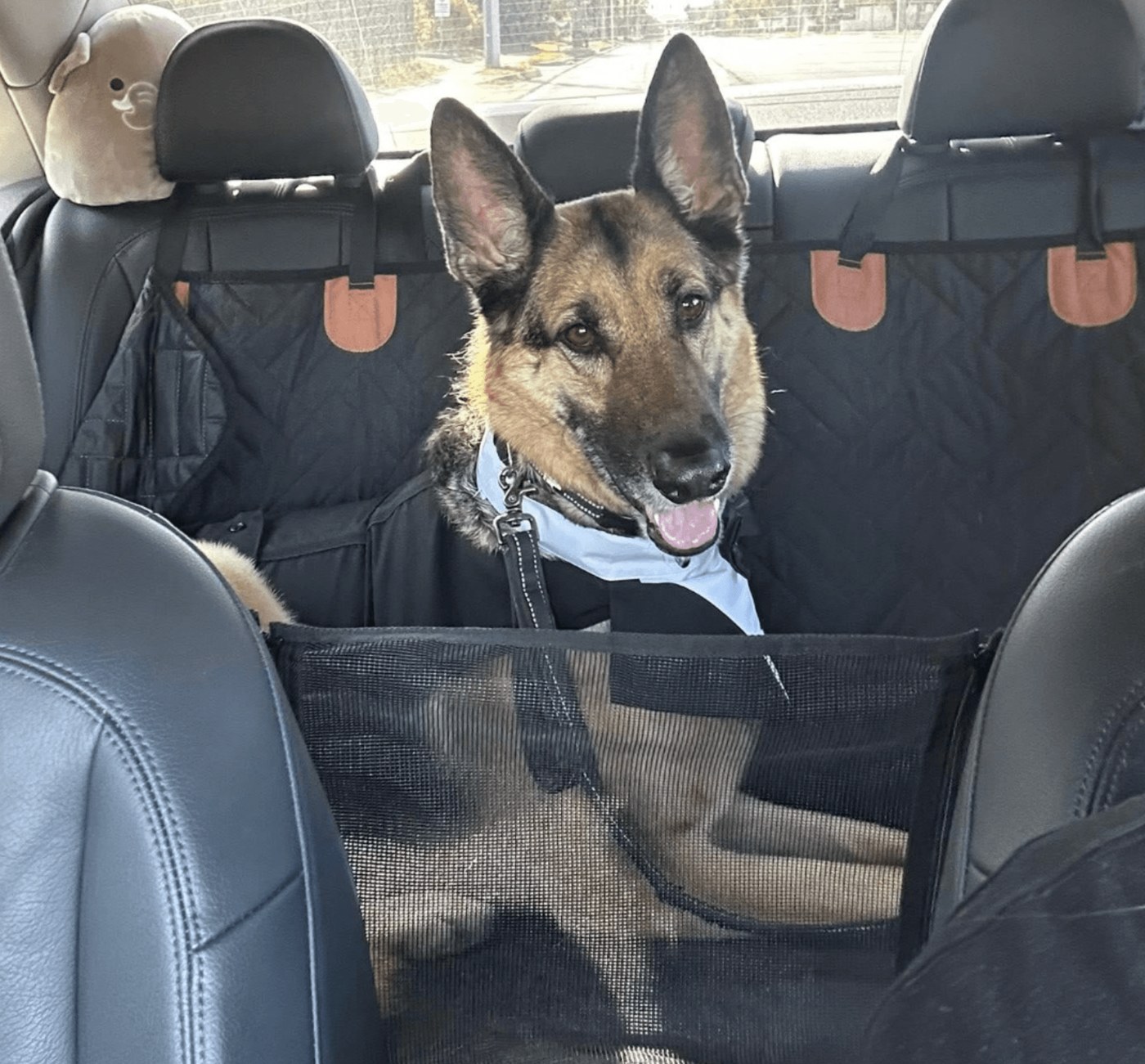 A German shepherd riding safely in the back seat on the way to an appointment