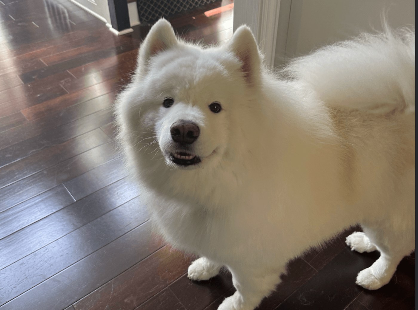 Fluffy white samoyed greeting us indoors