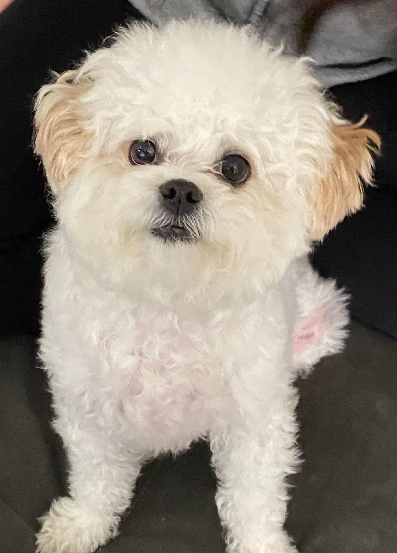 A fluffy white and tan dog sitting and looking at the camera during a Nik Nak visit