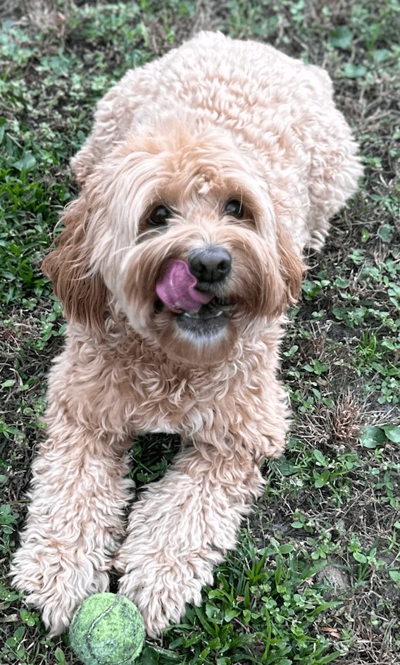 Apricot doodle looking up in the yard