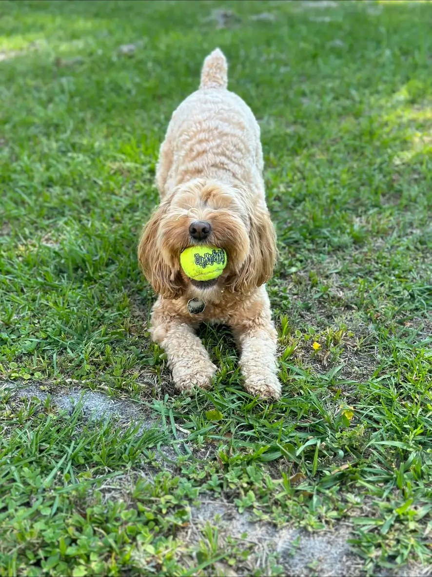 Doodle in a play bow with a ball in his mouth