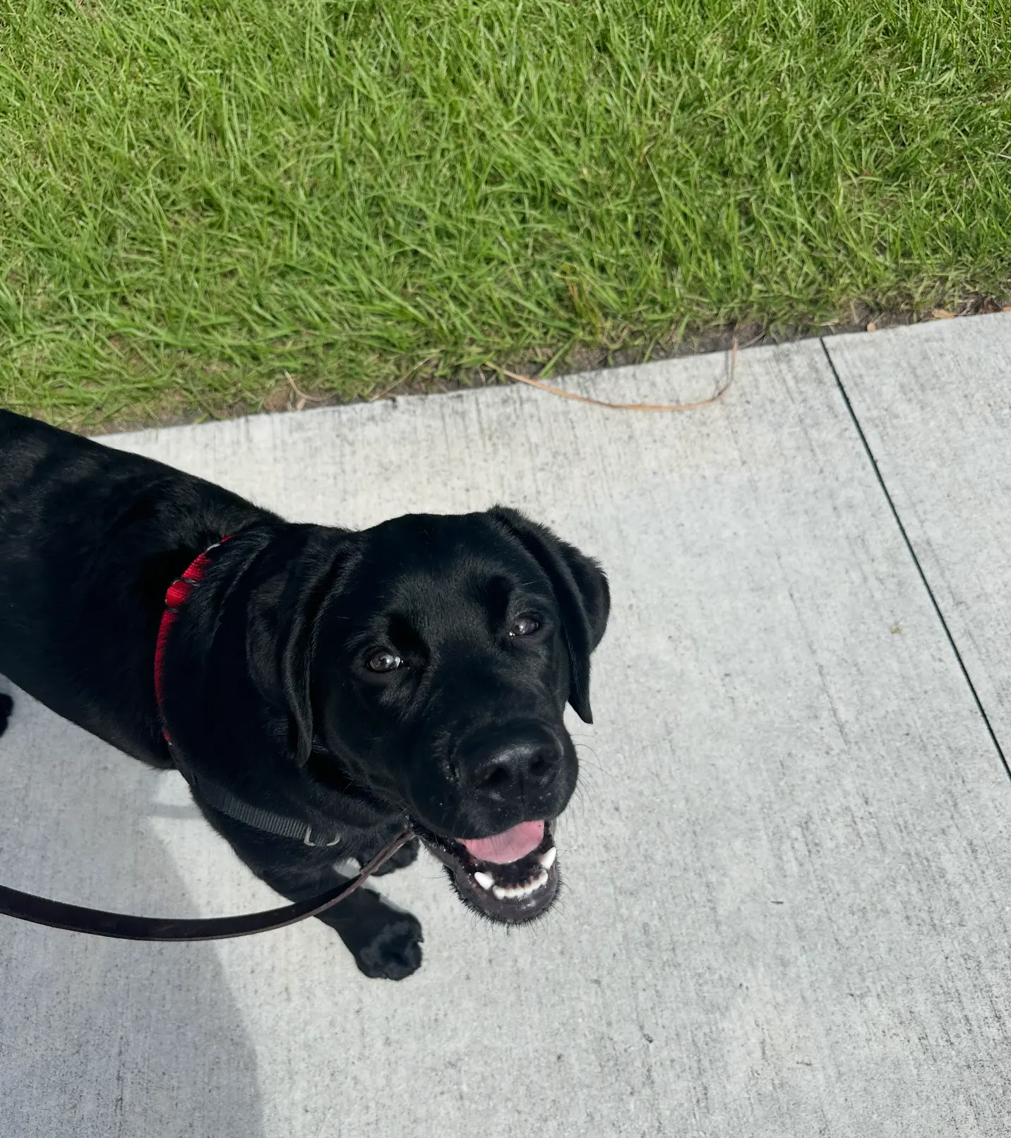 A happy black lab looking up at the camera on a sunny sidewalk walk