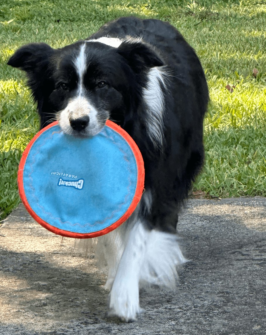 Tux the border collie carrying his blue frisbee