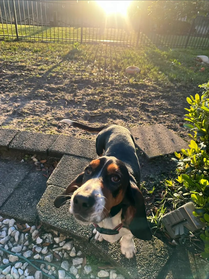 A basset hound looking up during a sunny backyard visit
