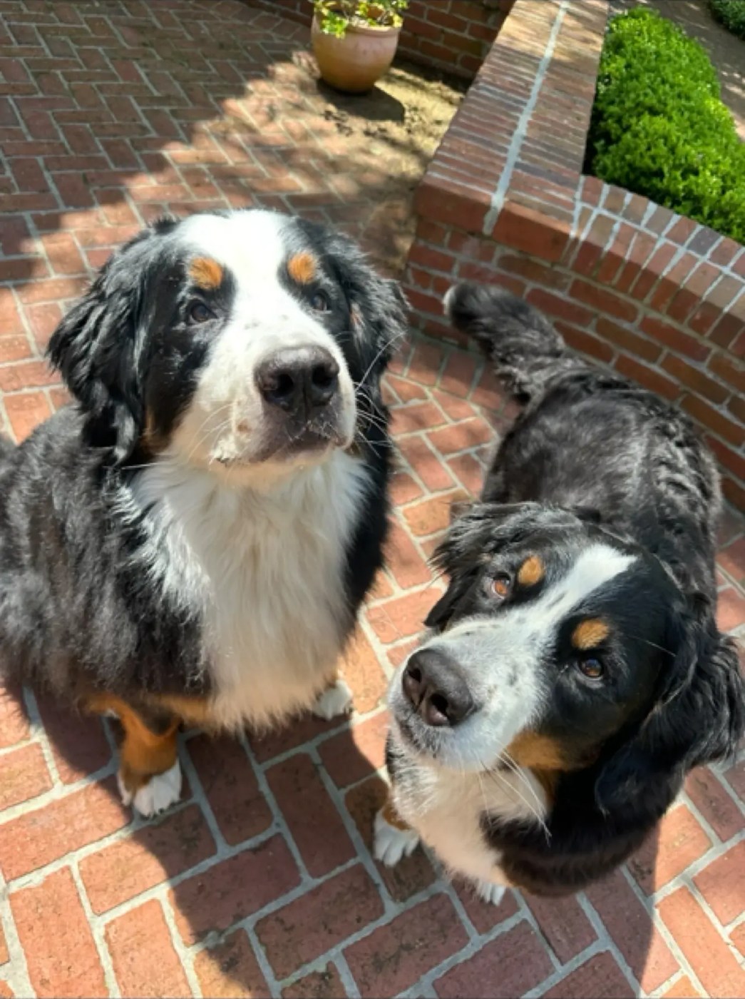 Two Bernese mountain dogs on a sunny brick patio waiting for their Nik Nak sitter