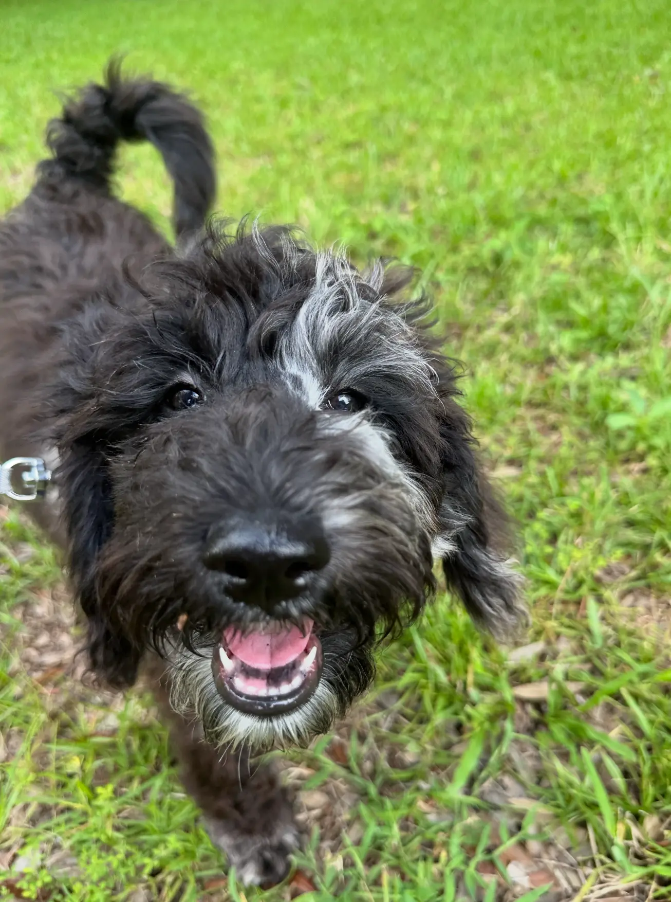A curly black and white doodle smiling on the grass during a Nik Nak visit