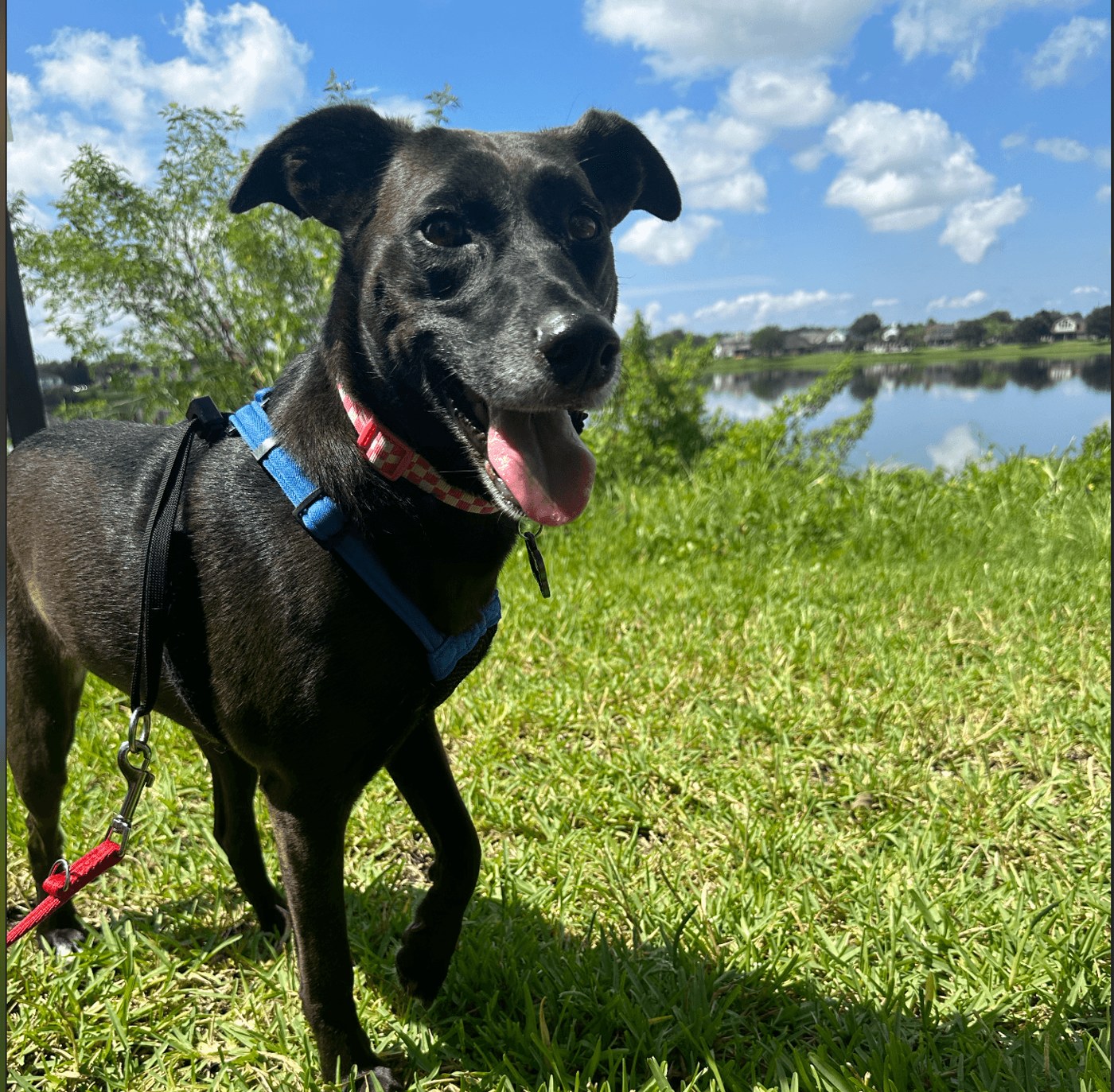 Black dog on a lakeside walk