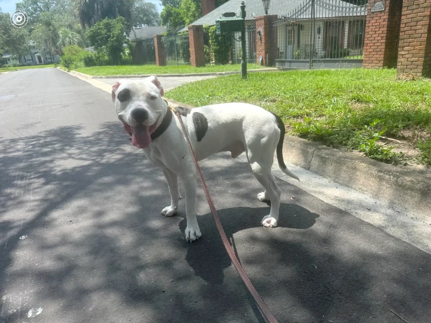 White pit bull mix enjoying a leashed neighborhood walk