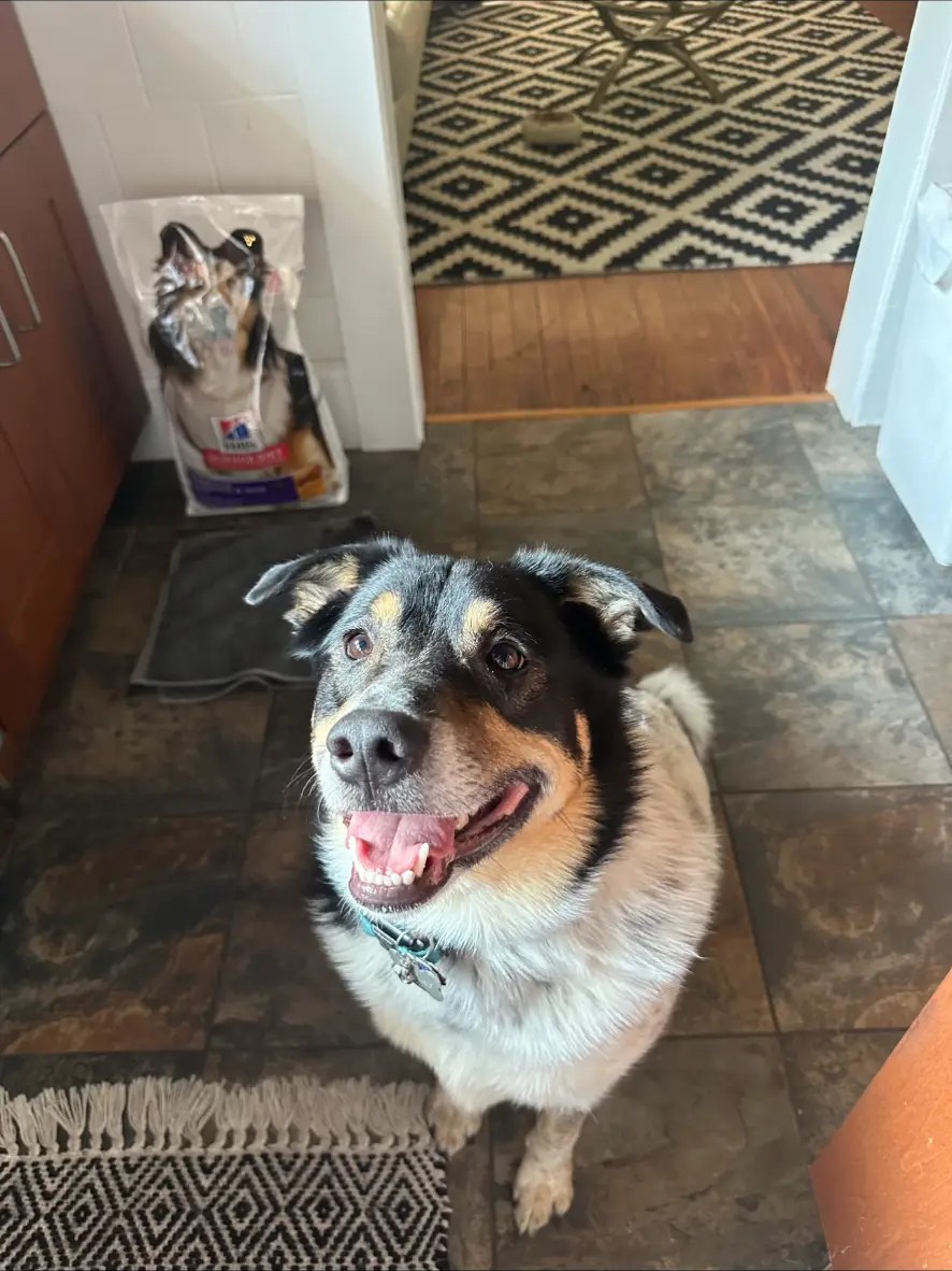 Australian shepherd mix waiting in the kitchen