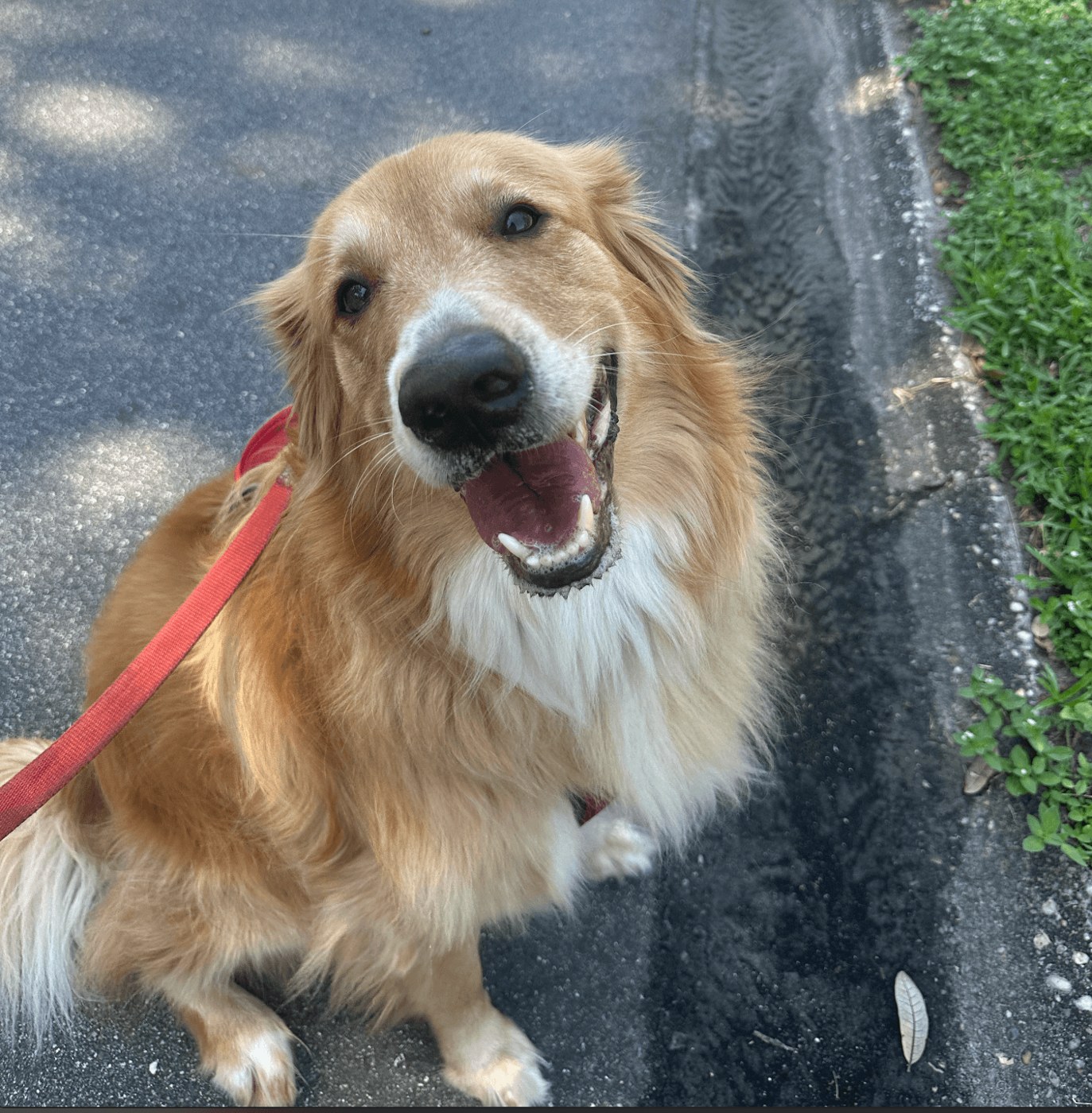 A golden retriever smiling on a leashed walk with Nik Nak Pet Care