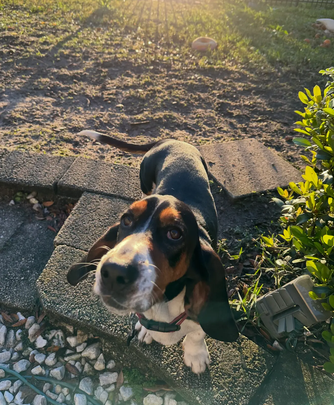 A basset hound looking up at the camera on stone pavers in sunlight