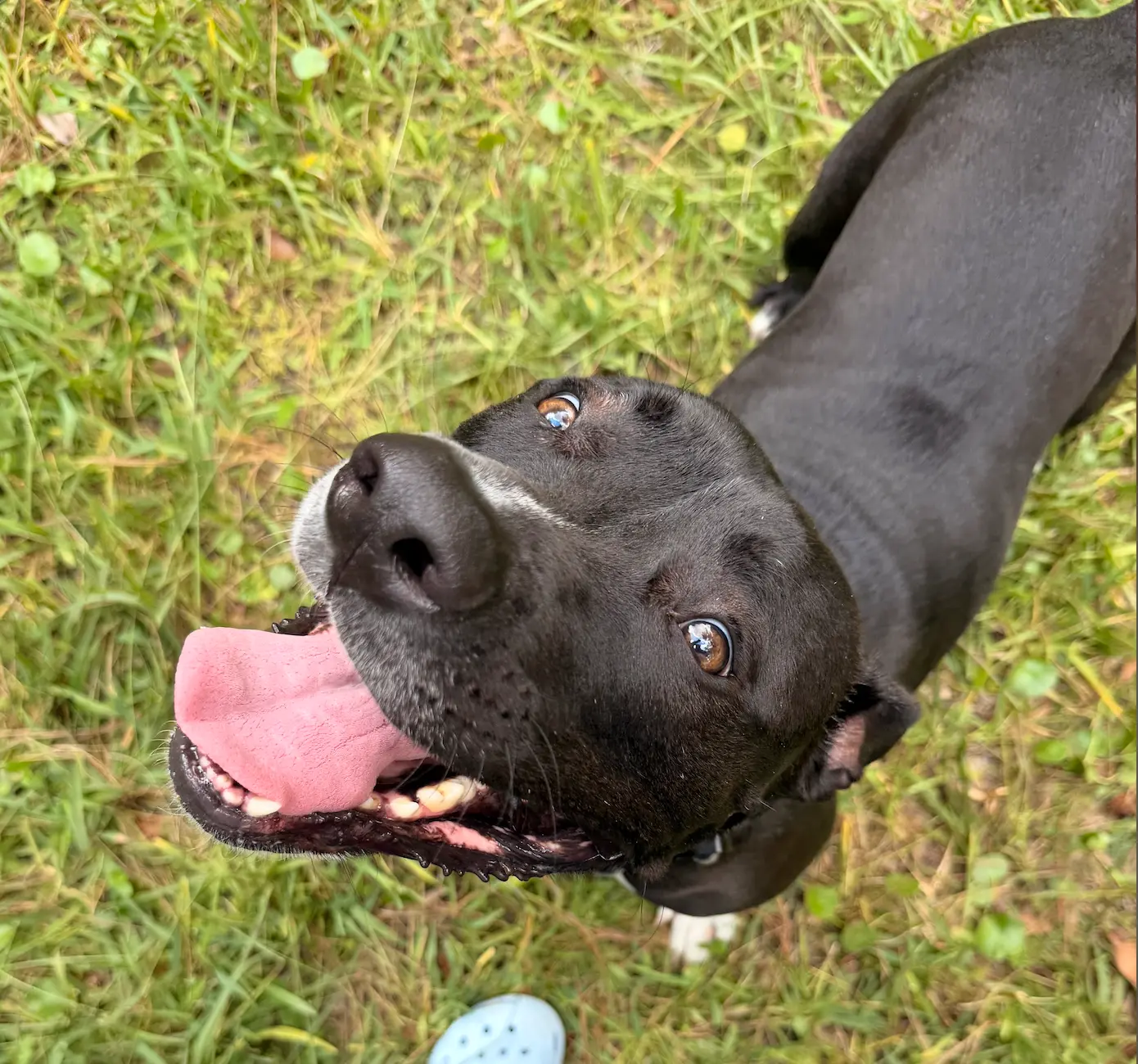 A happy black dog looking up on a sunny green lawn during a Nik Nak visit