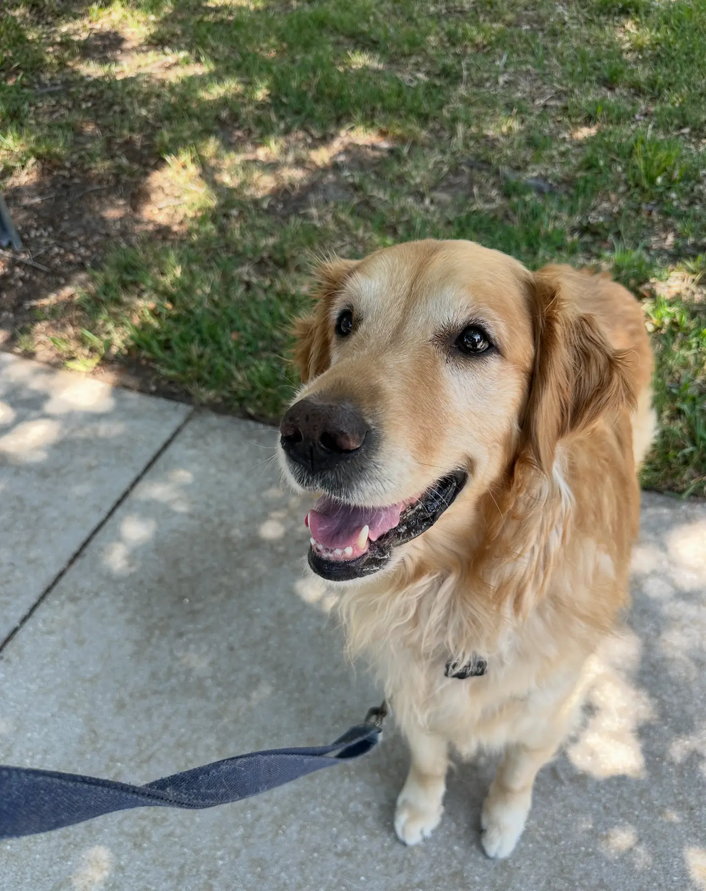 A happy golden retriever looking up on a sunny sidewalk