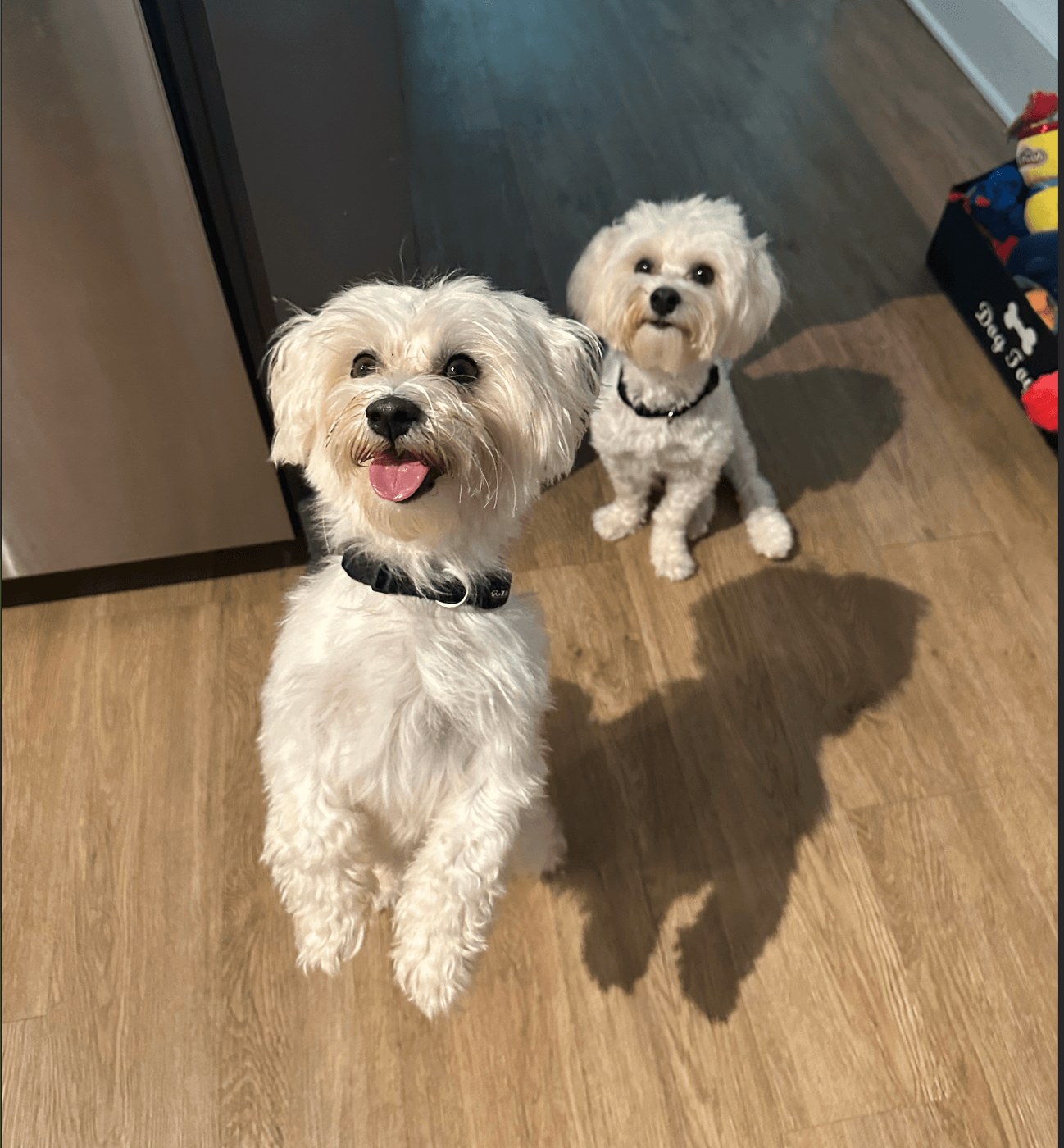 Two small doodles waiting together indoors for their Nik Nak sitter