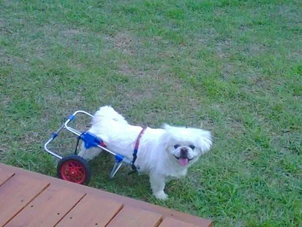Buddy, Edwin's childhood dog, smiling in his wheelchair in the backyard