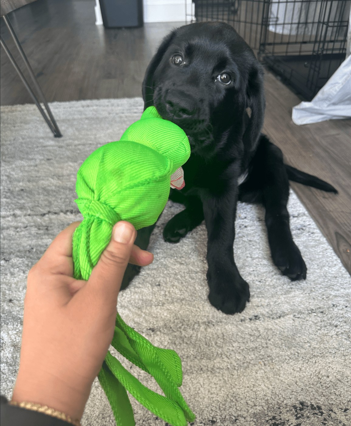 Black puppy playing with a green toy