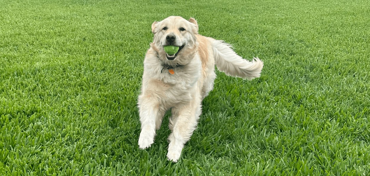 A cream doodle trotting across the grass during a Nik Nak walk