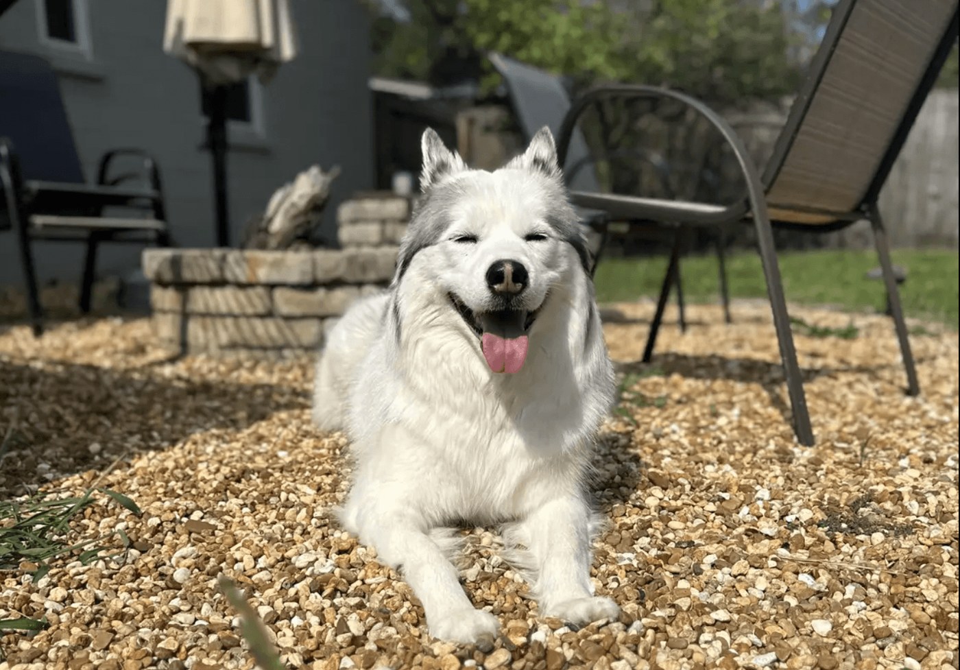 Fluffy white dog running across wood chips