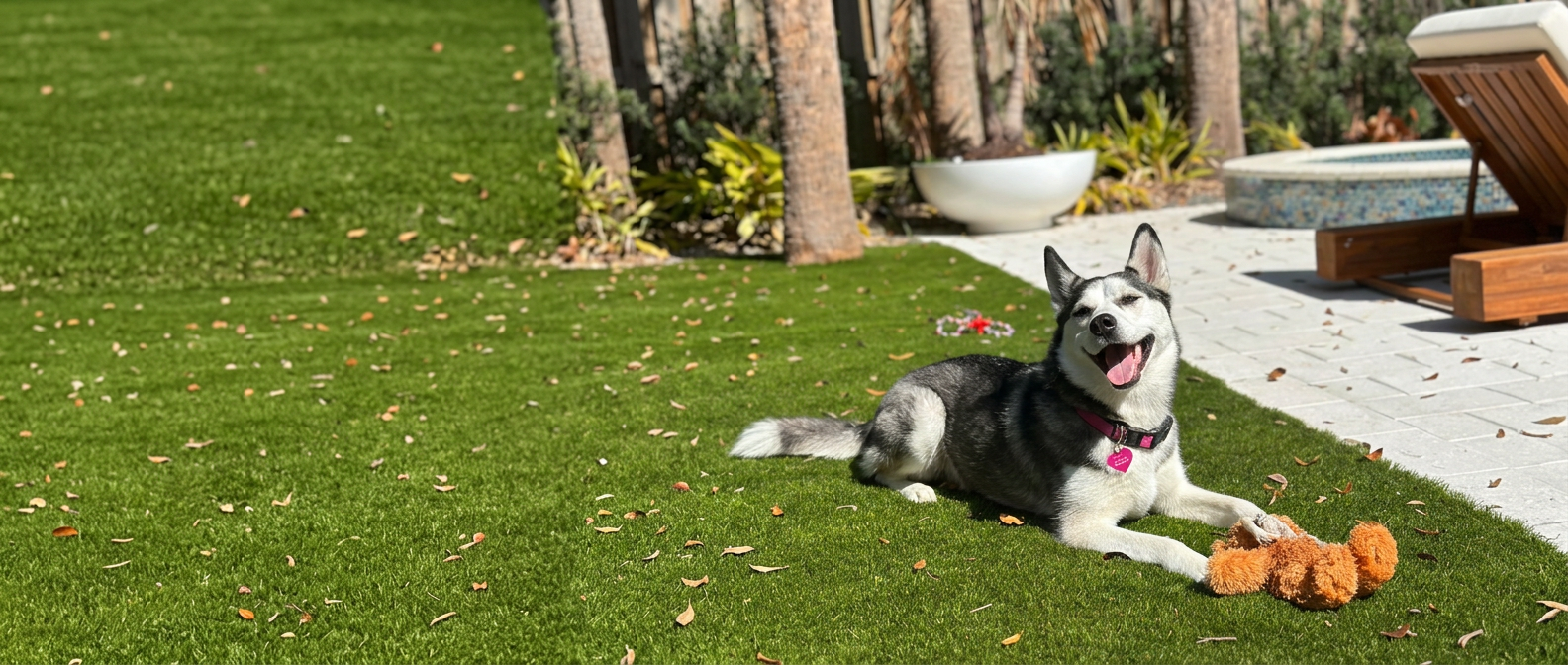 A smiling husky mix lying on the grass with a plush toy