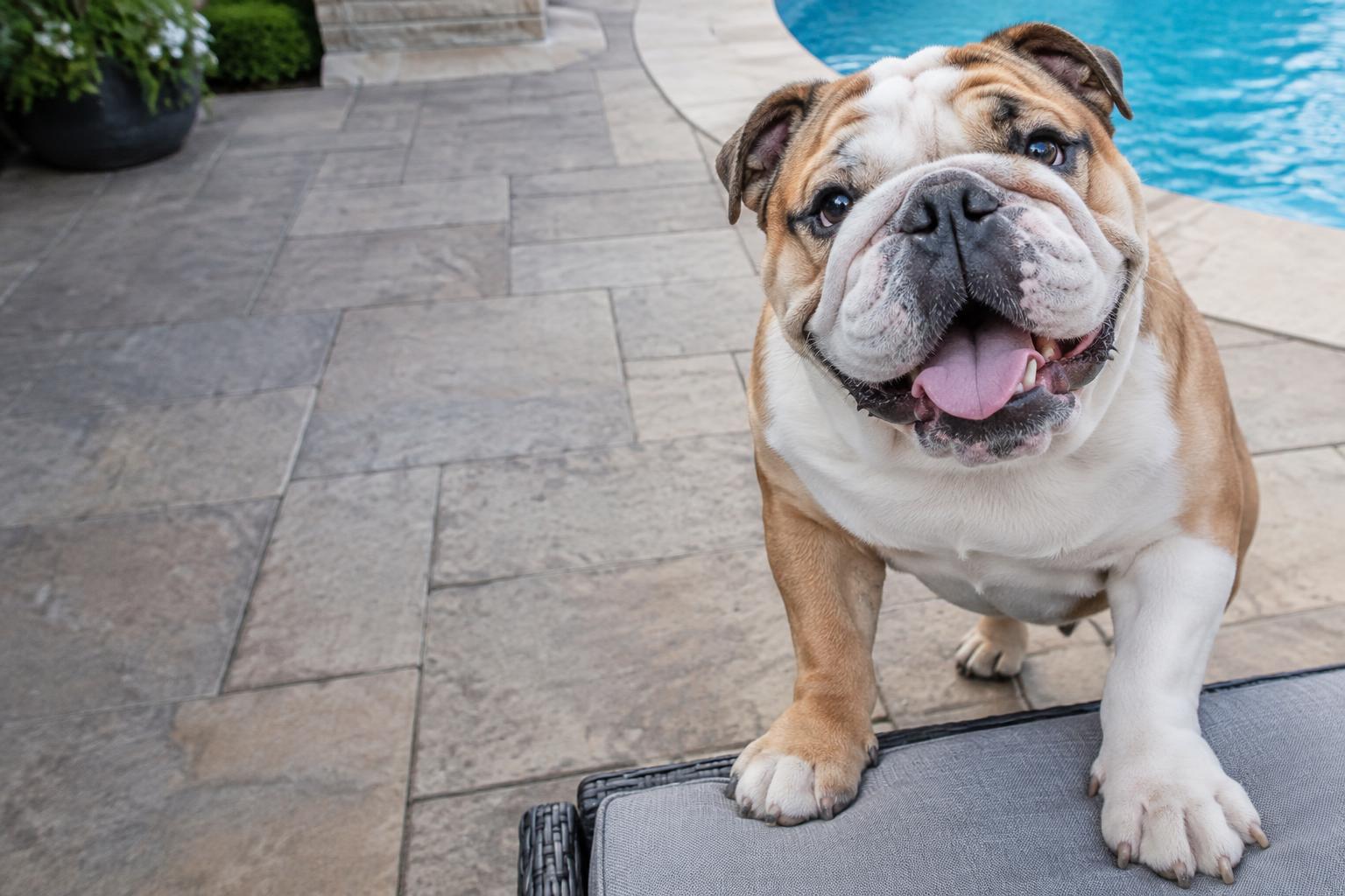 A smiling bulldog beside a swimming pool